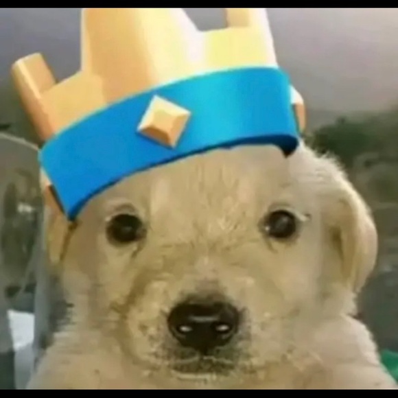 Meet your Posher, Pollo - Picture 1 of 1